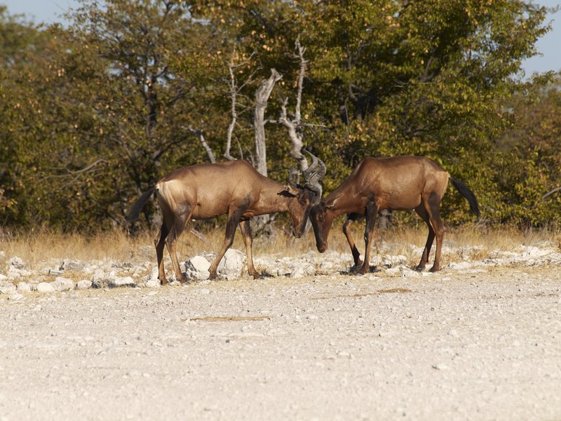 Etosha National Park, Red hartebeest